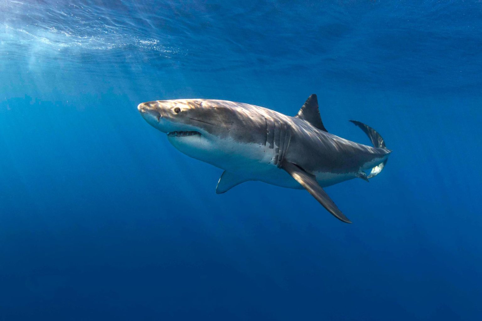 Great White Shark Diving Guadalupe Island - Nautilus Explorer